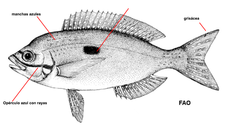 Spicara maena_001.jpg